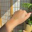 The Matcha Minute